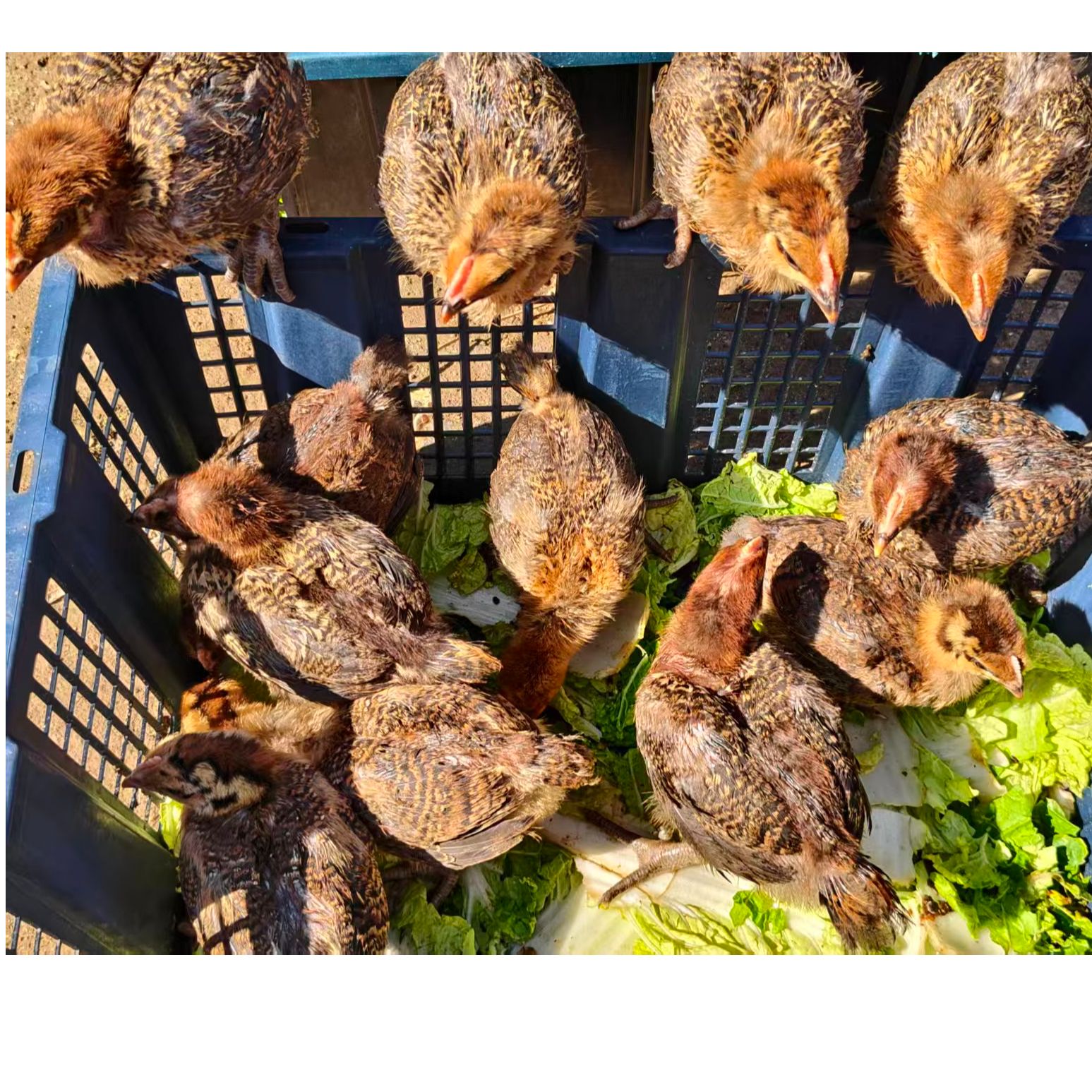  活体庭院观赏青脚麻羽宠物鸡。