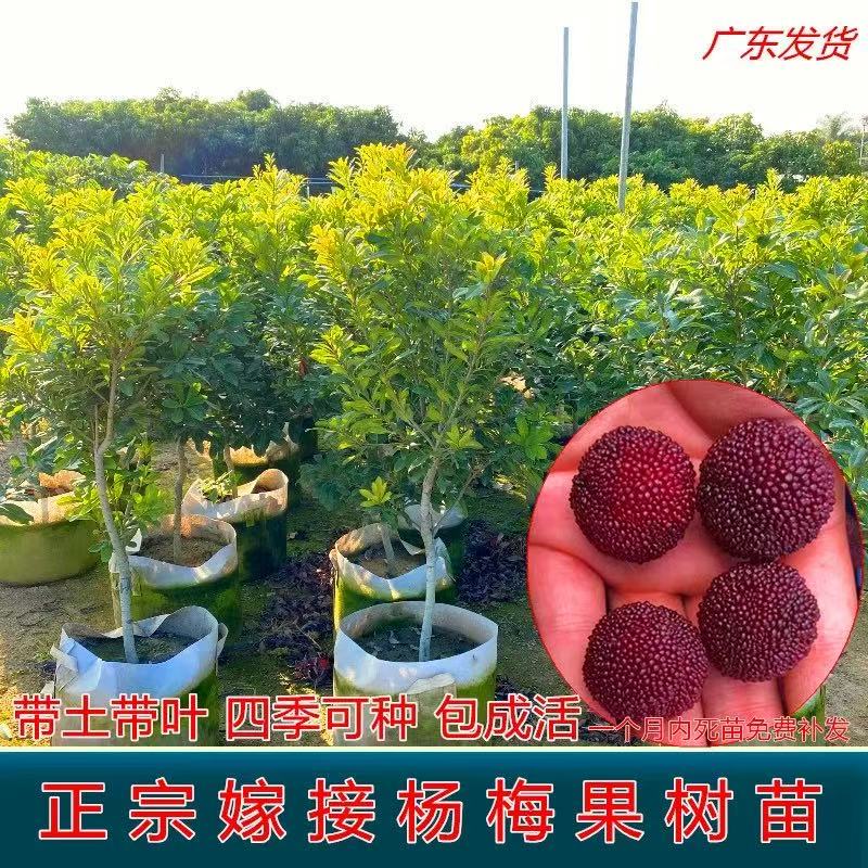 东魁杨梅树树苗正宗嫁接黑炭杨梅树树苗南北方种植盆地栽当年结果