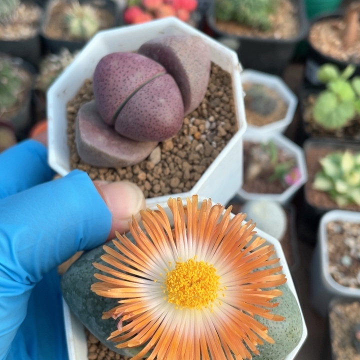 183绿元宝➕紫元宝