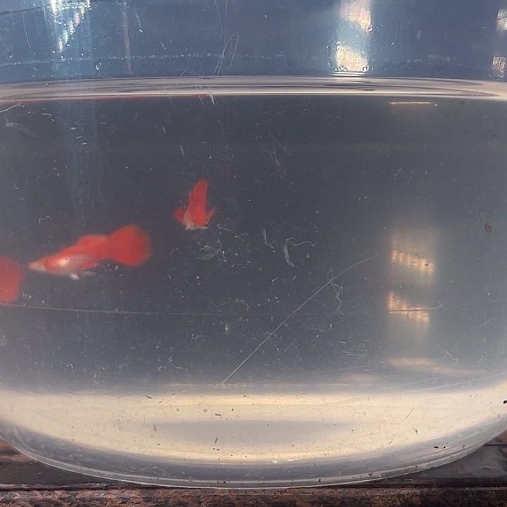 孔雀鱼红鸥翼小鱼2对