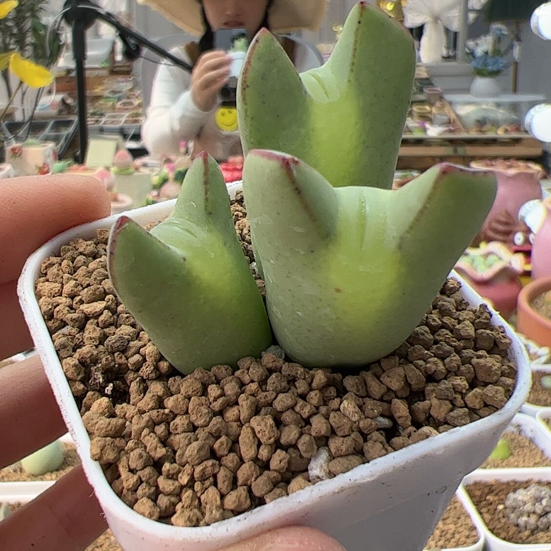 【闪购商品】139 嘟嘴少将