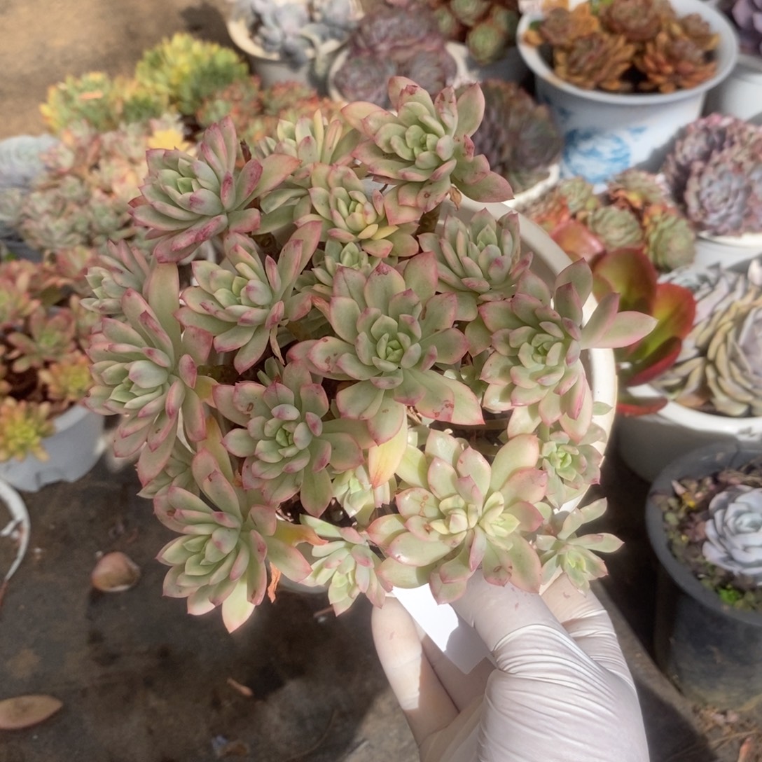 2643小叮当锦一物一拍