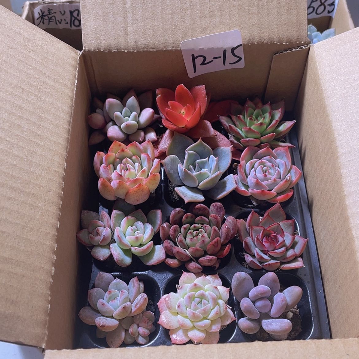 【闪购商品】12颗-15