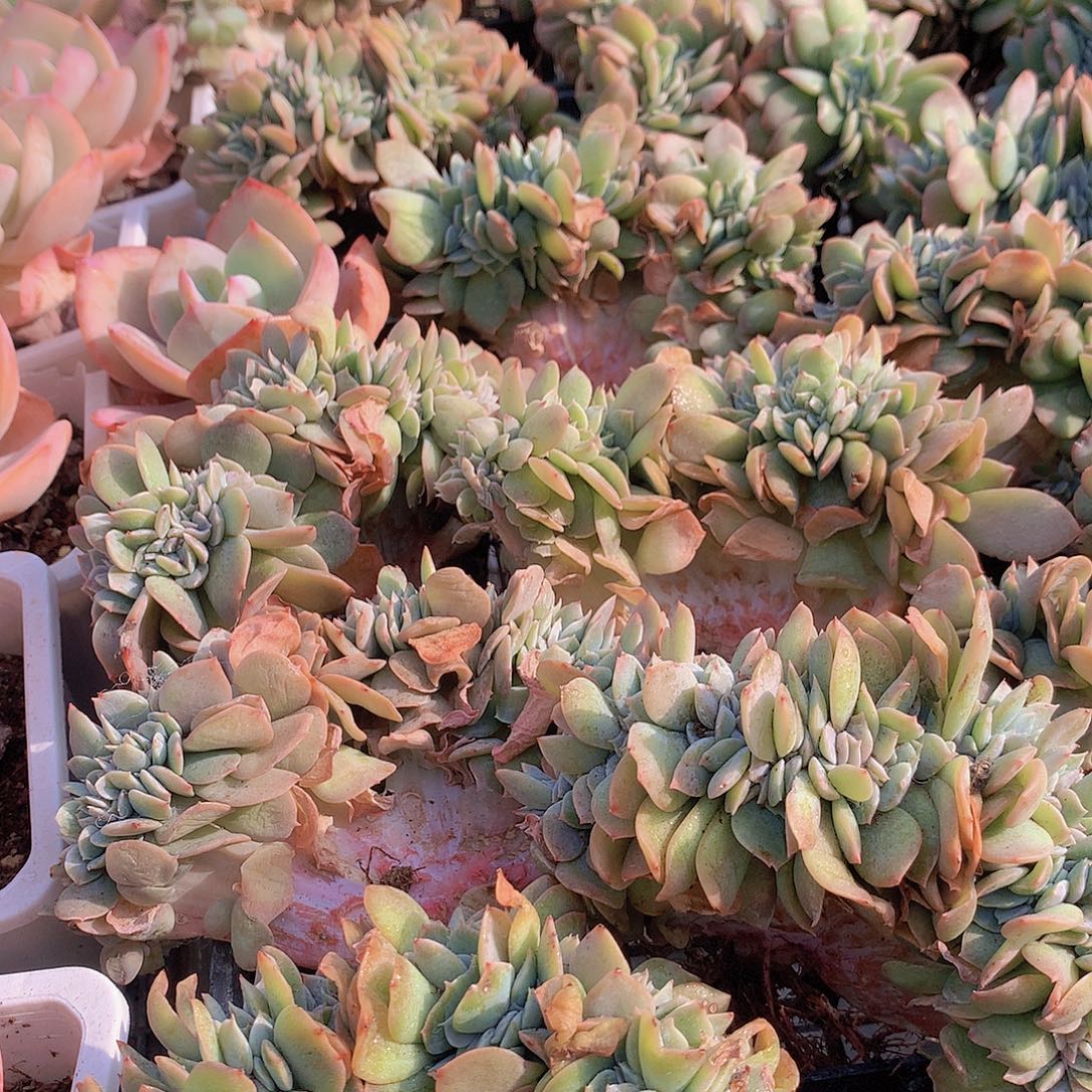 白凤缀化4567889999000