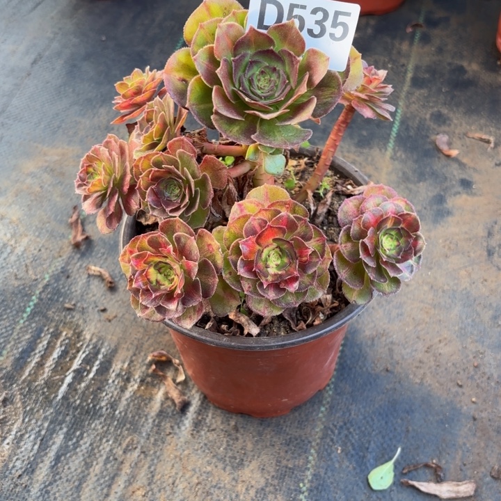 瑞妈多肉园艺535海王七彩