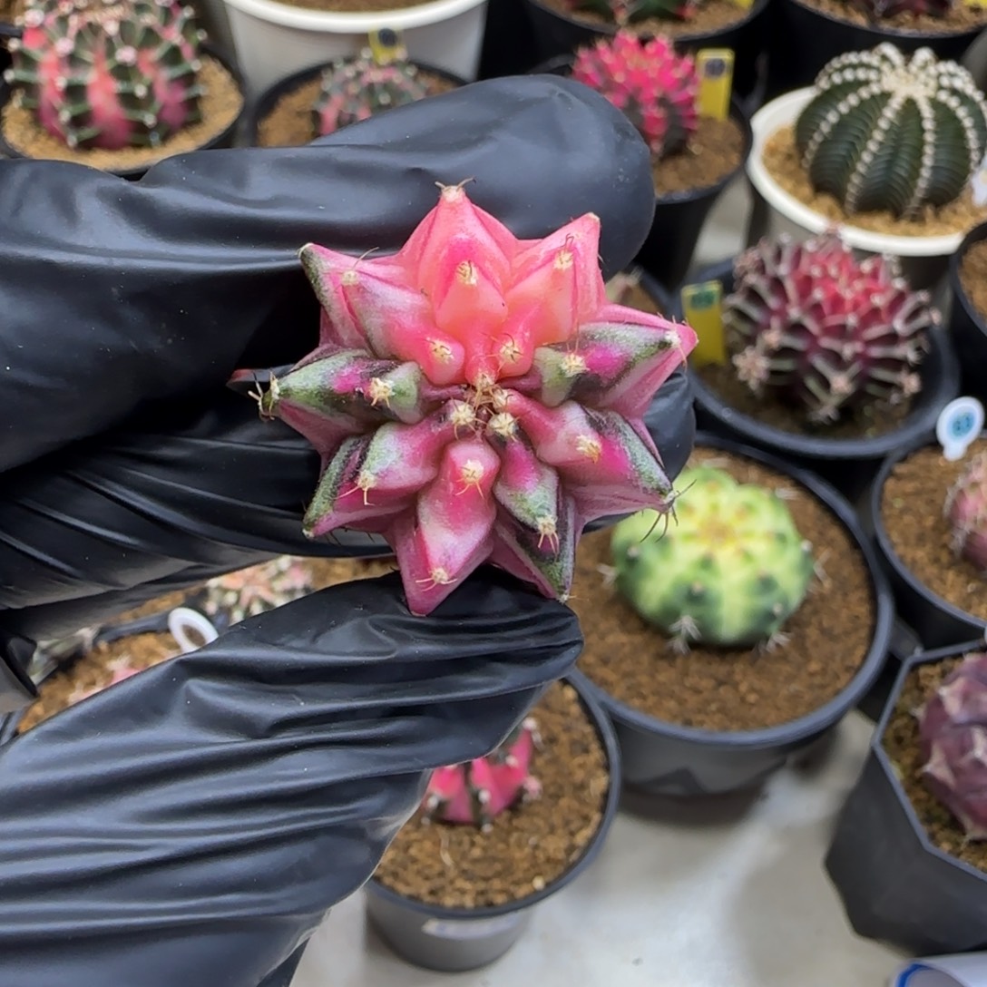 泰系名品侧芽五月