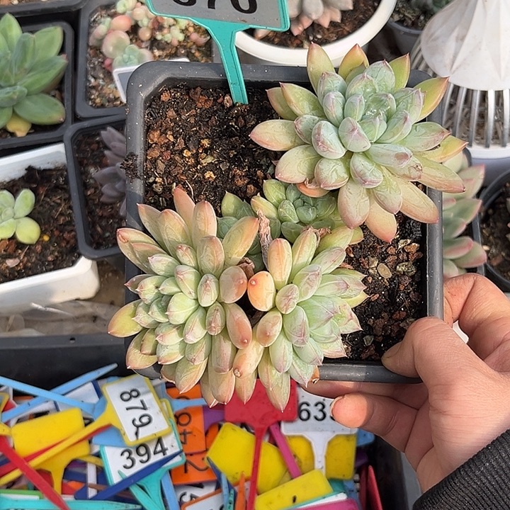 多肉植物吉弗里里370