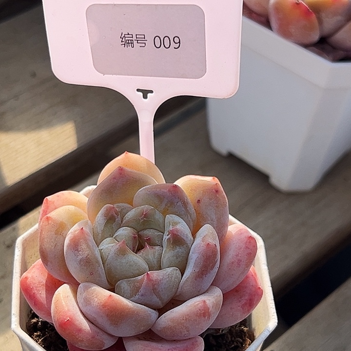 博***軒      糖心   009号