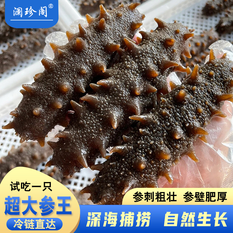【澜珍阁】高品质鲜食海参 即食海刺参开袋即食单只独立包装非干参