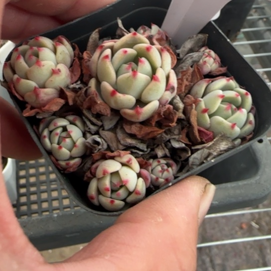 239娜娜小勾一物一拍18包邮