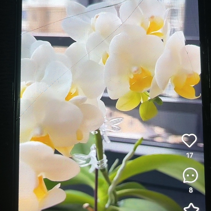 当前无花栽培后可以开花小水仙