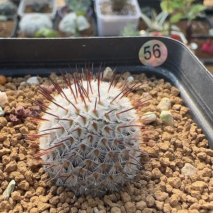 直刺佩雷带盆包邮