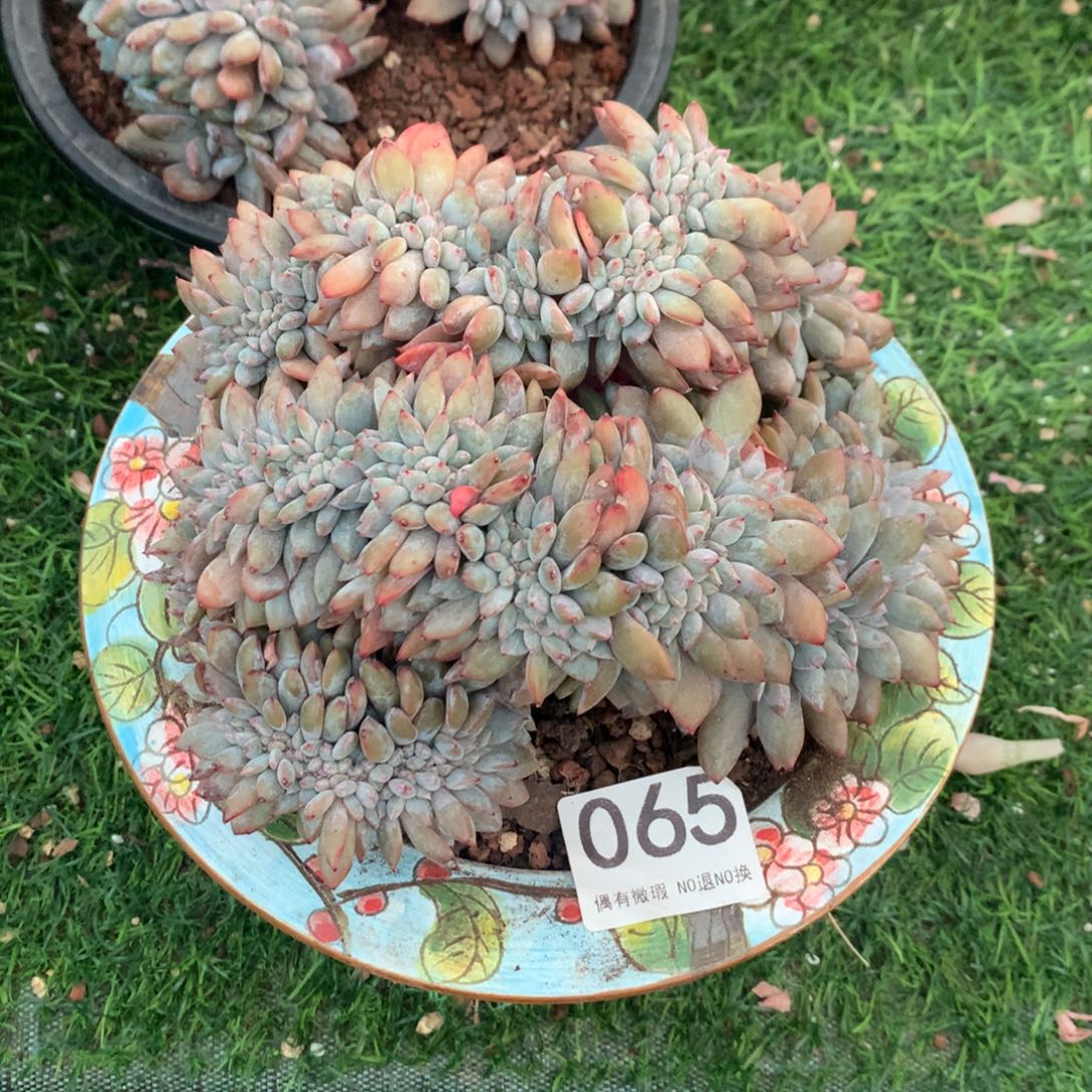 065橙子111111111111