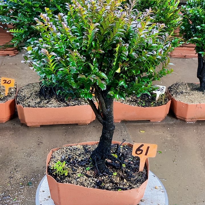 无花朵小叶紫檀景