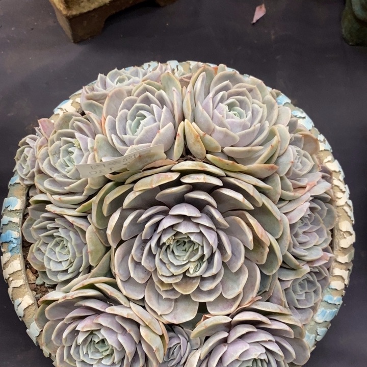 夏悦多肉0117-130蓝色惊喜