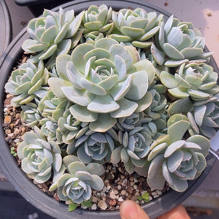 安娜玫瑰1219多肉植物