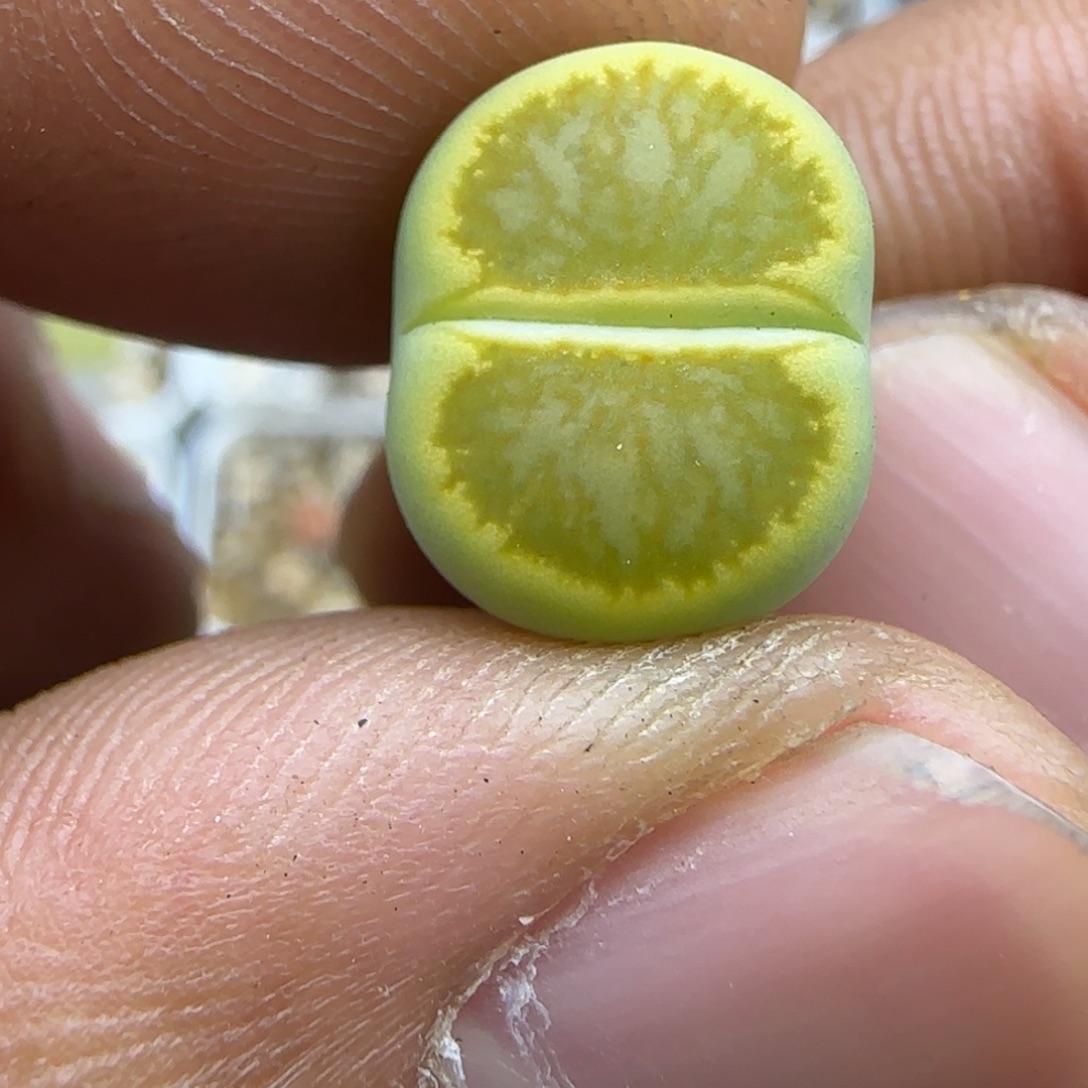 628 生石花大棚直播