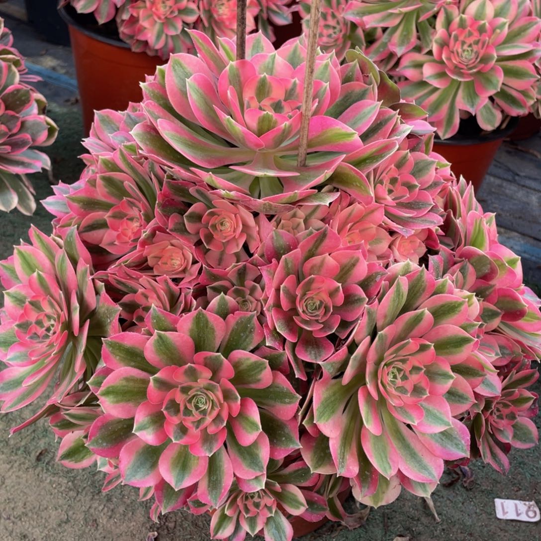 635粉女巫大捧花精品法师多肉