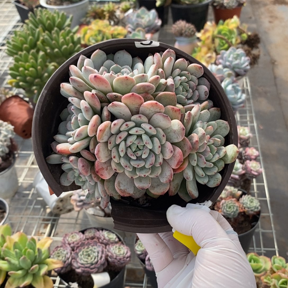 亲***兽086雪爪多头一物一拍