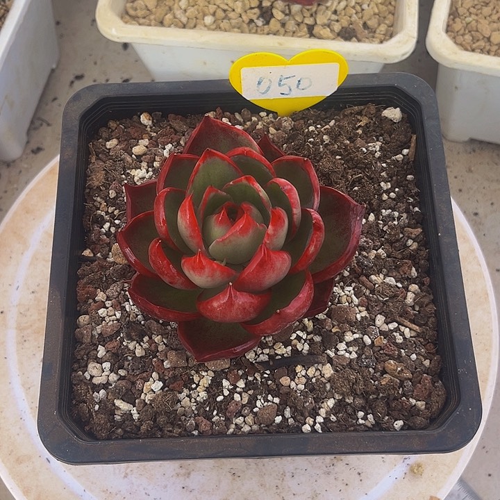 惊鸿仙子多肉植物50