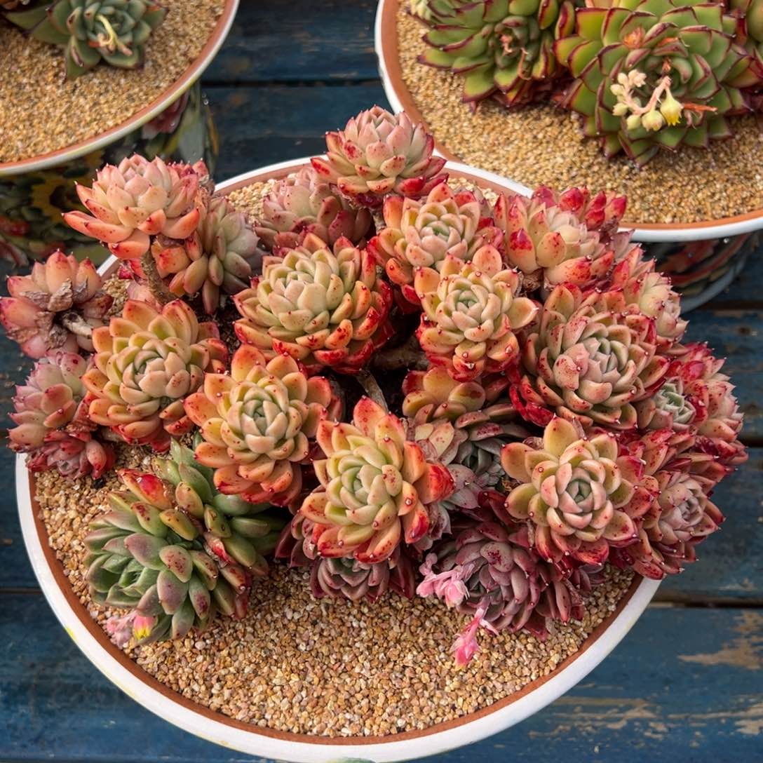 从前慢多肉精选编号0417.冰水鬼