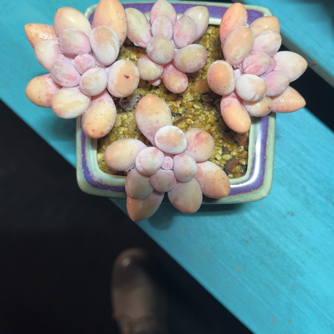 ni xin pop ming ming o