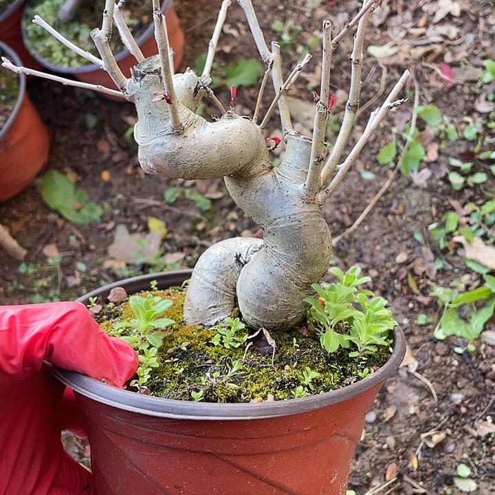 C****无花朵45菊花菊花家花花姐