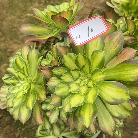 多肉植物韶华18号