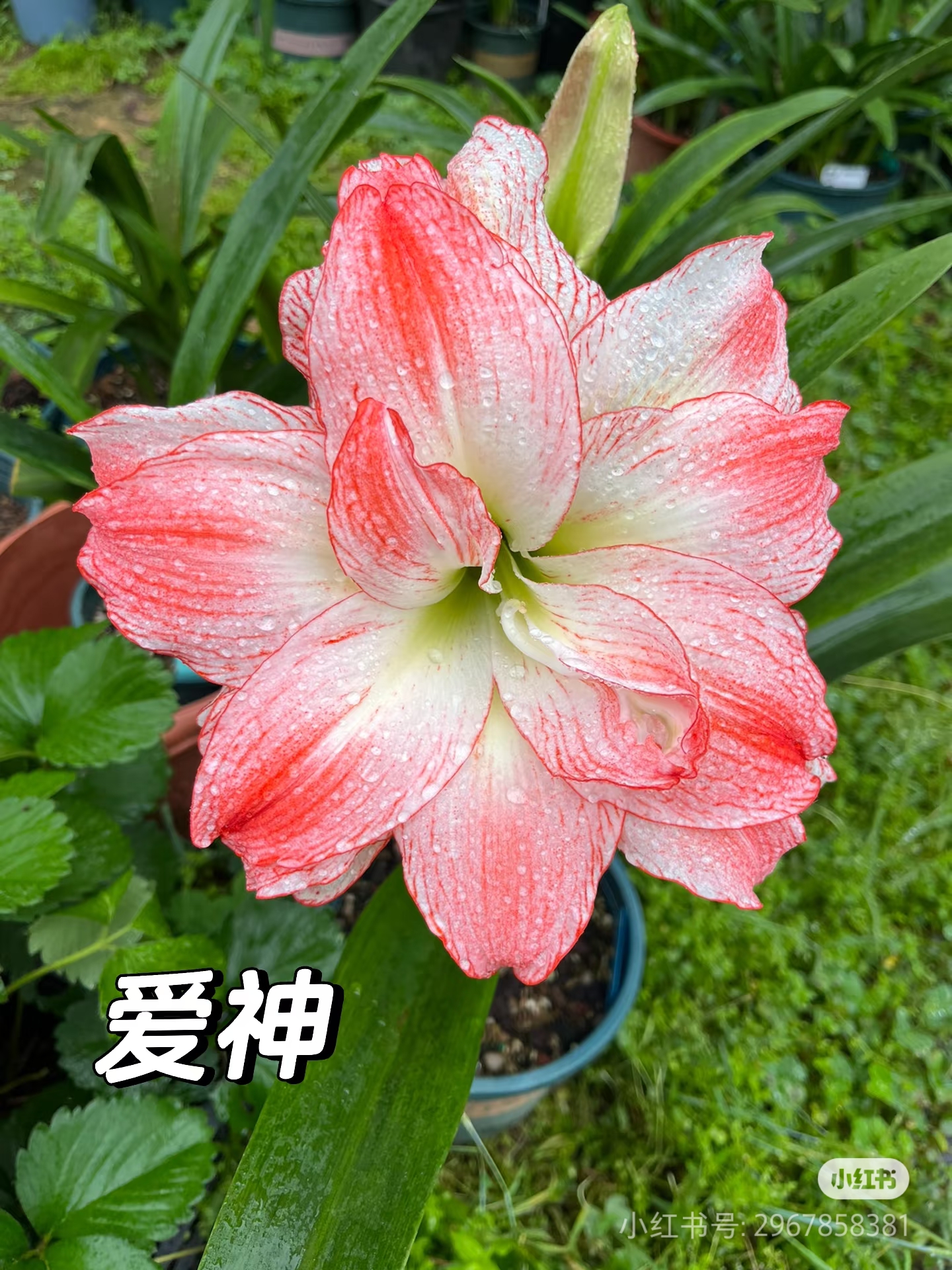 爱神指定的那一颗