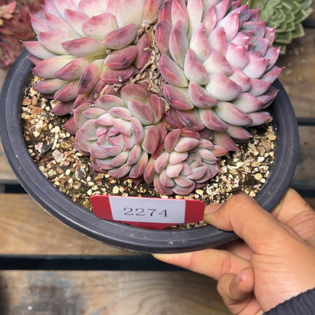 美****包2274多肉多多多多多多