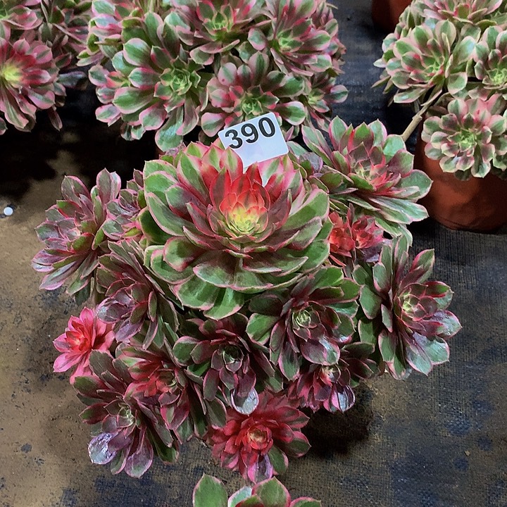 多肉法师黑魔锦390