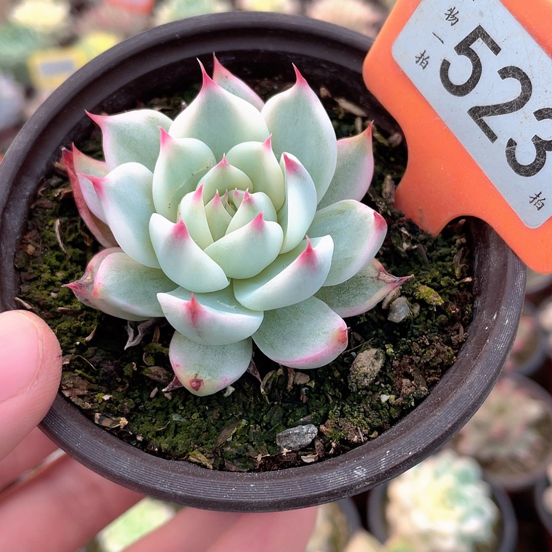 523号多肉吉娃娃锦