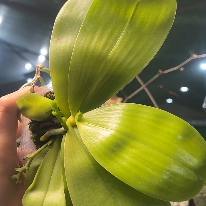 完全开放bt22102蝴蝶兰花剑