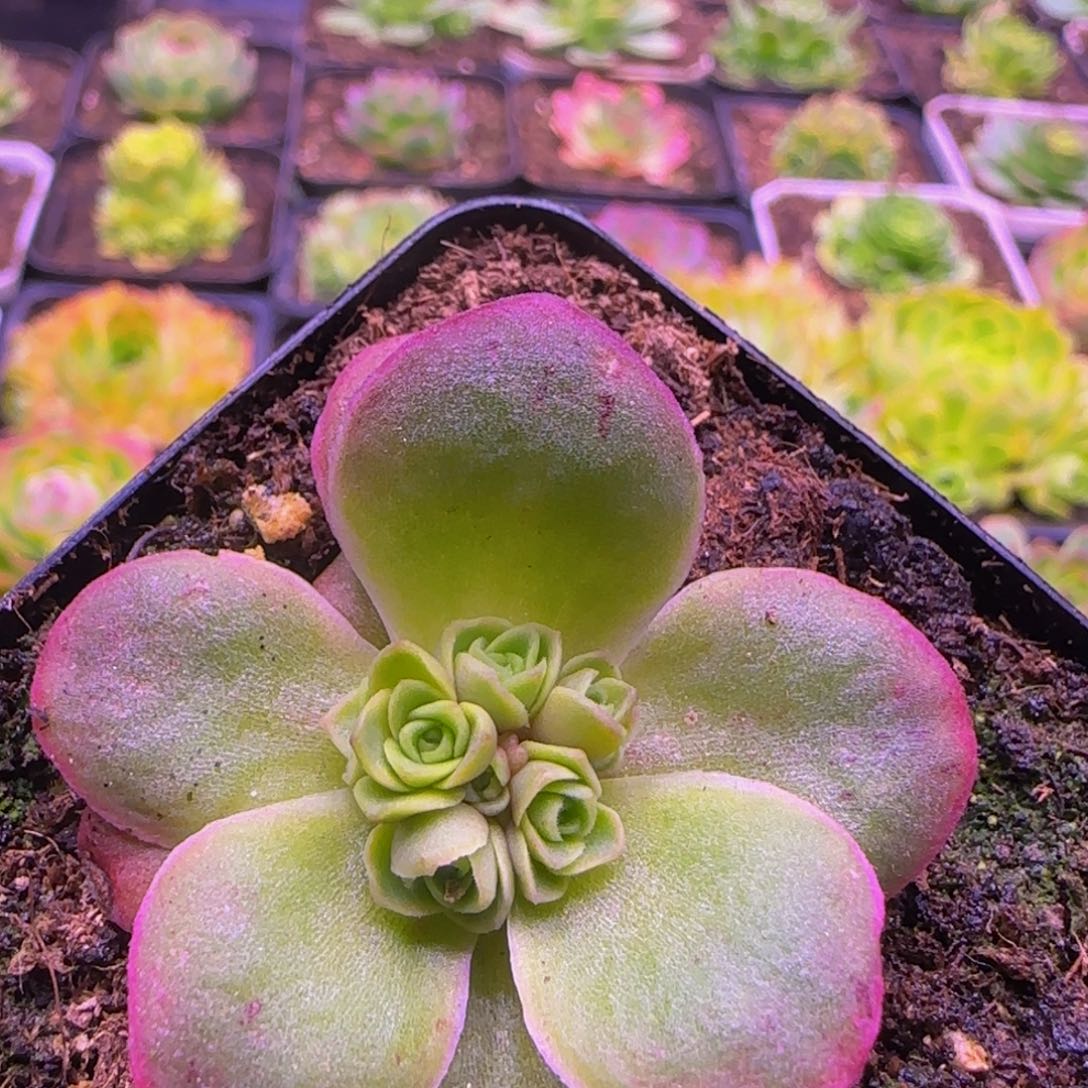 花球福利134376764645353