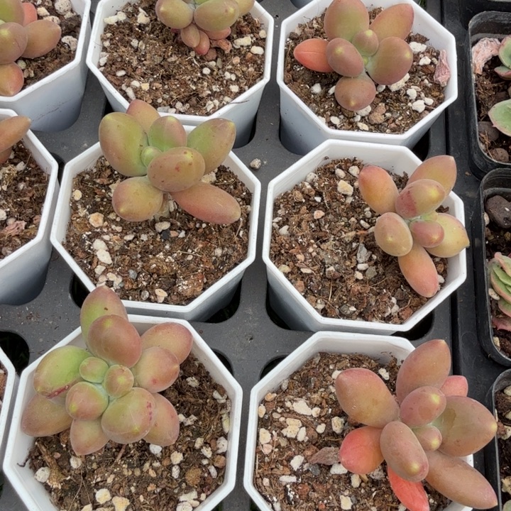 芒果奶。              