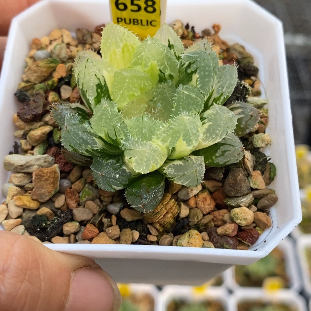 658号玄冰玉露锦带盆发货