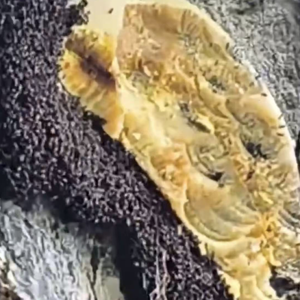 涯密西藏高原排龙村蜂蜜参