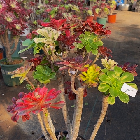 法师嫁接法师一物一拍8