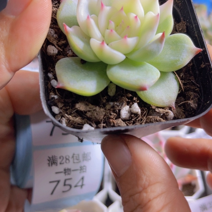 吉娃娃锦多肉植物754