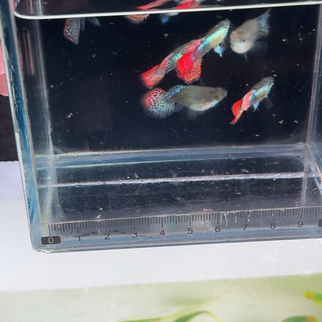 *****孔雀鱼3对七彩龙鳞球