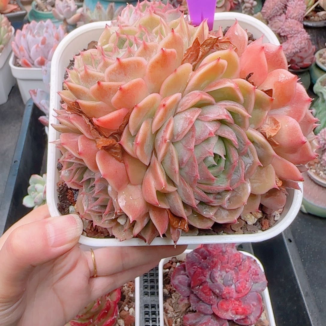 多肉植物5531………………