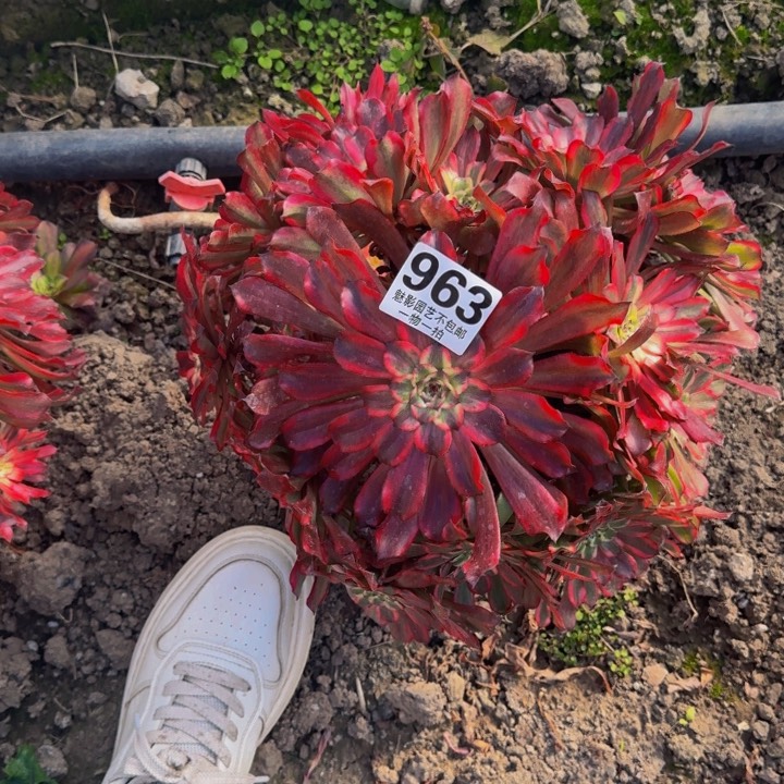 雪姬花27-51包邮花花