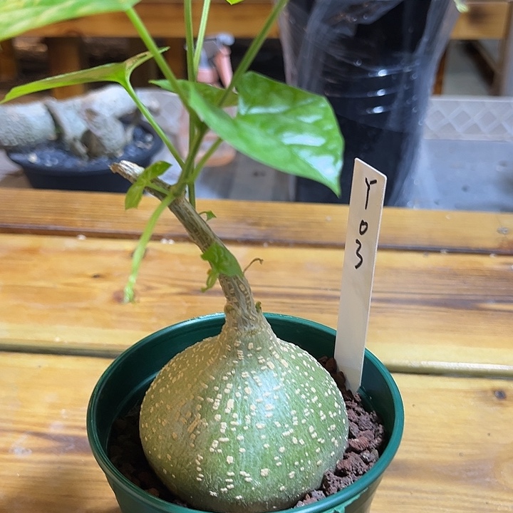 汤圆植物银叶睡布袋Y03