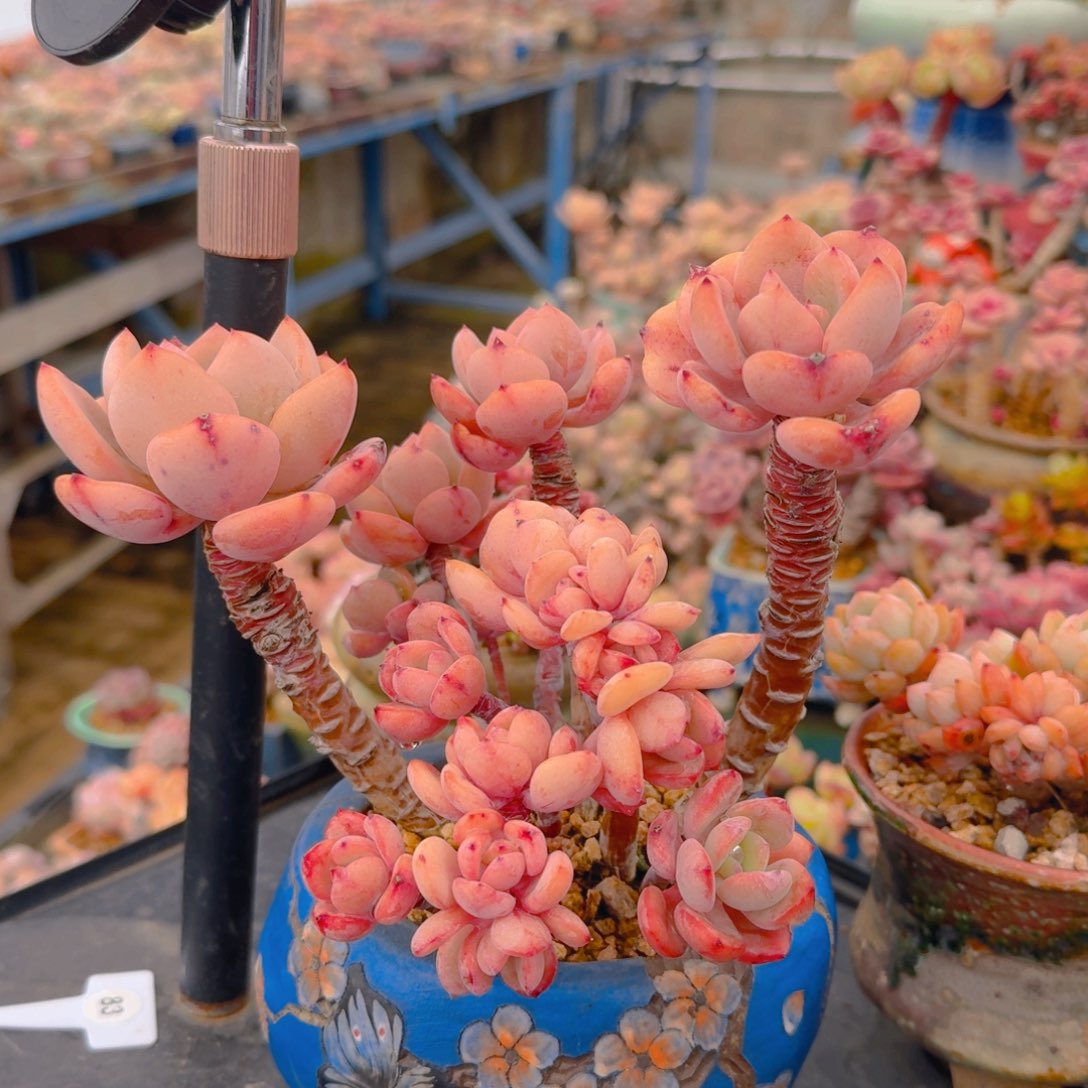 一图一物拍不退不换满68包顺丰