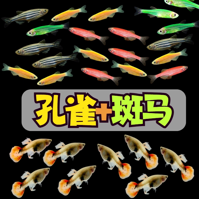 30条组合【孔雀鱼+斑马鱼】小型热带淡水观赏鱼好养耐活新手推荐