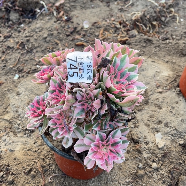 梅****745粉女巫不圆2号棚