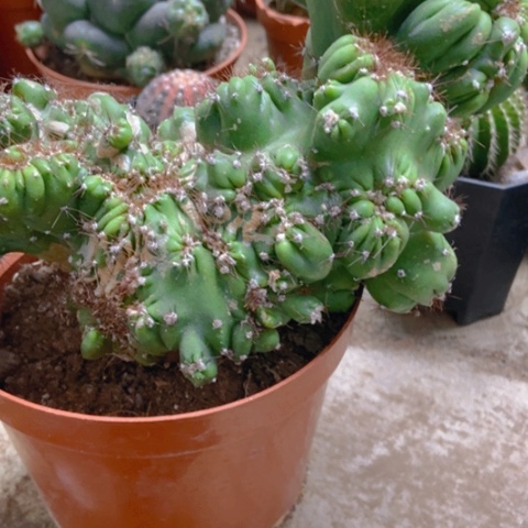 云太湖仙人球18米x r q