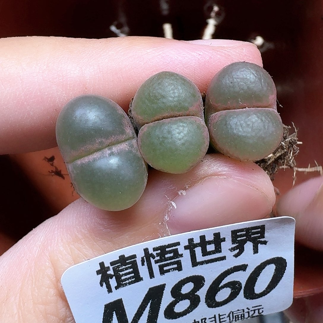 多肉植物的润泽地f