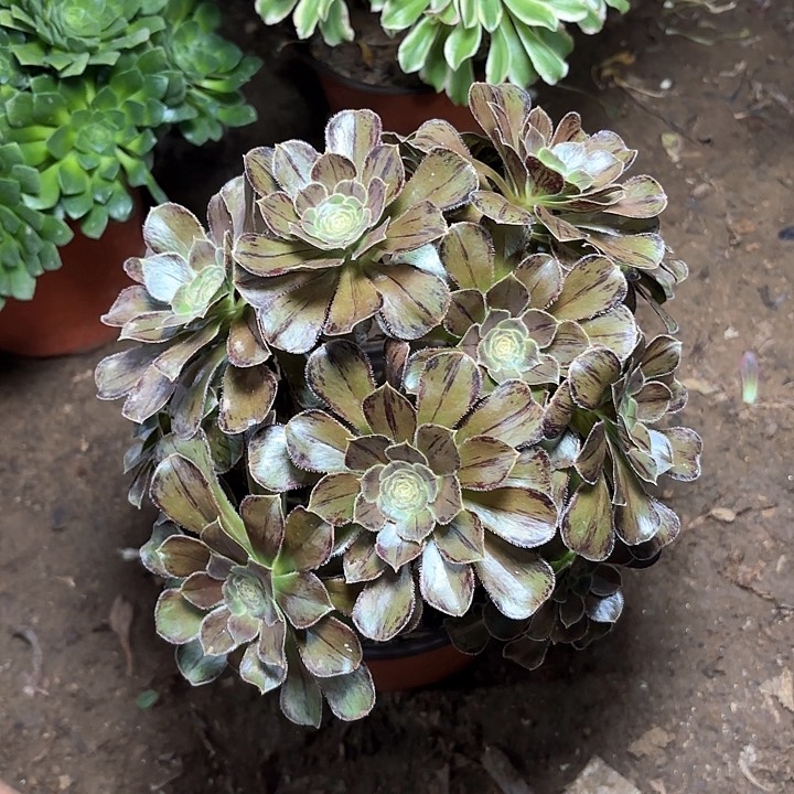 多肉植物法师拉丝13