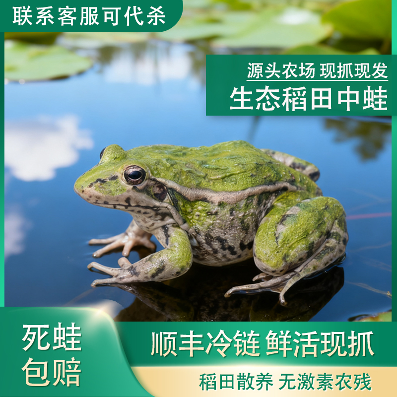 【散养中蛙】青蛙稻田蛙顺丰冷链发货稻田养殖非野生非牛蛙